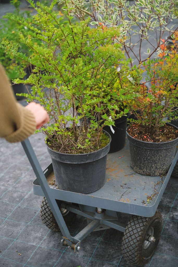 Crop faceless gardener pushing cart with green verdant plants while working in greenhouse